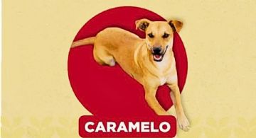 Perro caramelo, la nueva raza mexicana: origen, características y por qué es tendencia