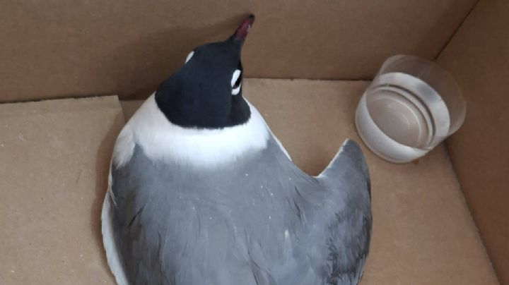 Rescatan a gaviota migratoria herida y la trasladan a Cubitos