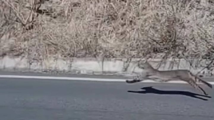Un lince corre ágilmente en la división de Ingenierías de la UG de Salamanca