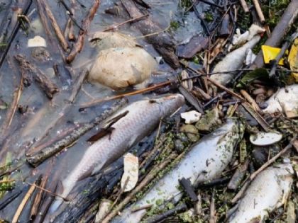 Descarta Conagua presencia de hidrocarburos en Veracruz y Tamaulipas ante muerte masiva de peces