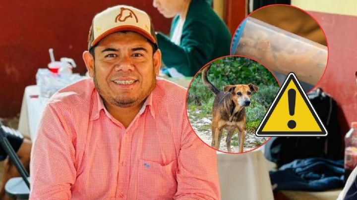 Alcalde confirma gusano barrenador en perros en Jilotepec, "se está volviendo una plaga", dijo
