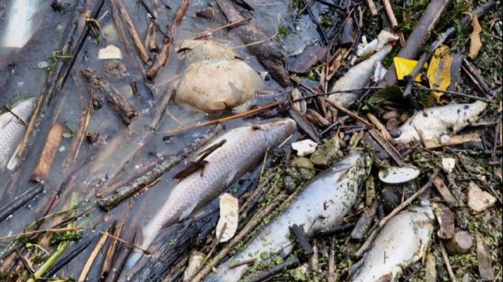 Descarta Conagua presencia de hidrocarburos en Veracruz y Tamaulipas ante muerte masiva de peces