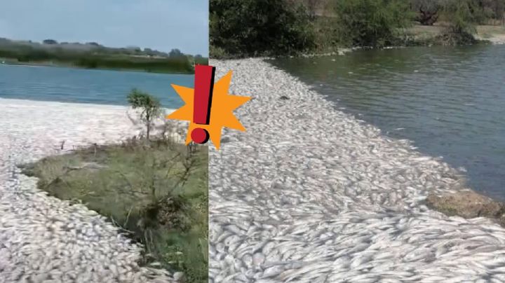Por esta razón hubo muerte masiva de peces al norte de Veracruz