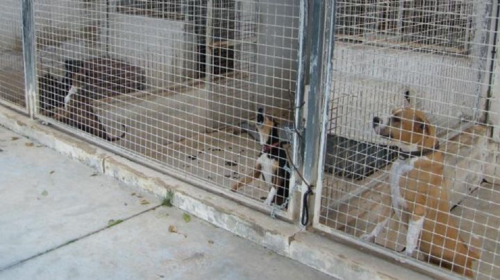 Comparan maltrato animal en Hidalgo con caso Tecámac, donde sacrificaron miles de perros