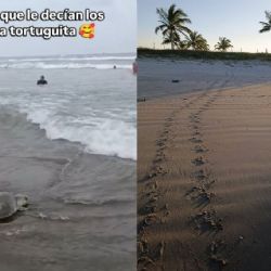 Sé feliz y cuídate mucho: niño a tortuga que regresa al mar en Tecolutla (VIDEO)