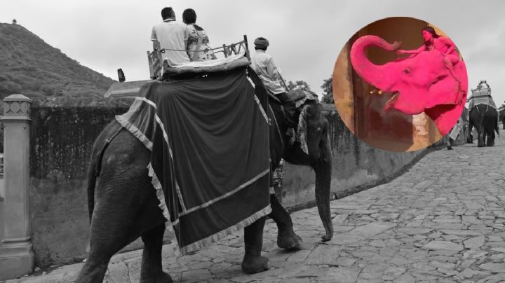 Muere elefante en India que fue pintado de rosa para una sesión de fotos