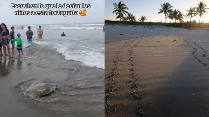 Sé feliz y cuídate mucho: niño a tortuga que regresa al mar en Tecolutla (VIDEO)