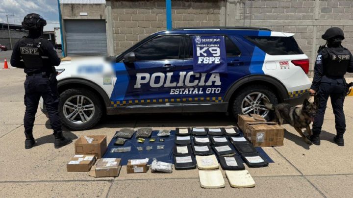 Perros de la Policía Estatal detectan 13 mil dosis de marihuana en paquetería