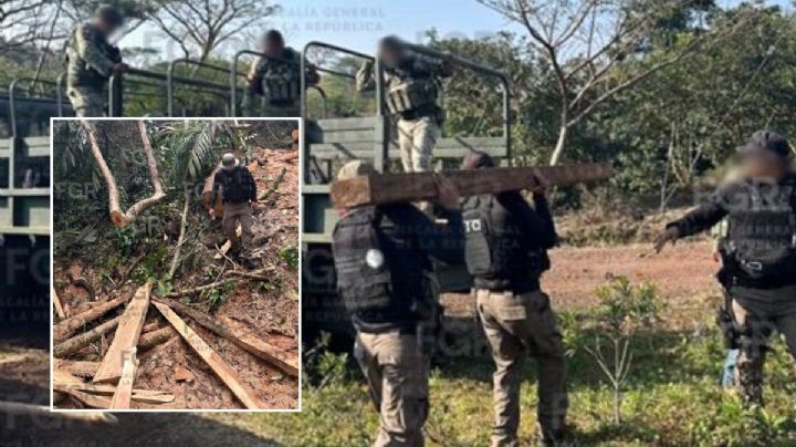En reserva de Los Tuxtlas aseguran madera ilegal de 5 árboles protegidos