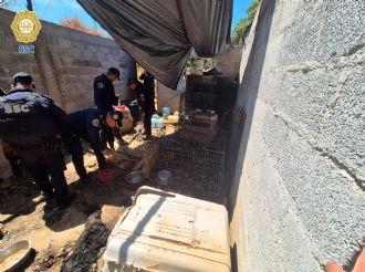 Hallan predio con al menos 13 perros muertos en Topilejo; rescatan a perrita en estado grave