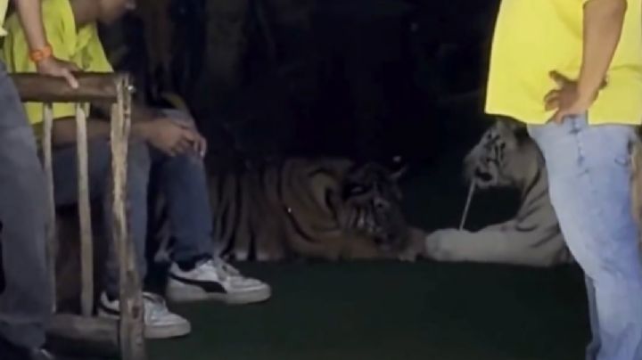 VIDEO: indigna presencia de tigres en negocio de Playa del Carmen