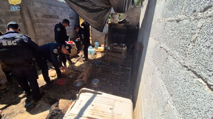 Hallan predio con al menos 13 perros muertos en Topilejo; rescatan a perrita en estado grave