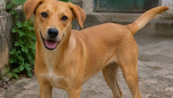 El lomito de todos: reconocen a perros caramelo como raza oficial mexicana