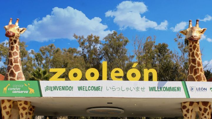 Clausura Profepa el Zoo de León por maltrato animal y Alejandra anda en México renunciando