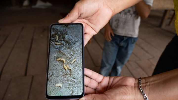 Gusano barrenador en México: dos personas mueren por infección en Yucatán y Oaxaca