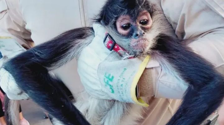 Difunden video del rescate de un mono araña tras recibir descarga eléctrica en Guadalajara