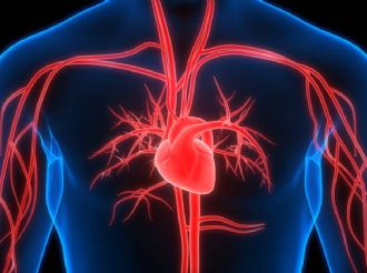 Latidos del corazón abren vía contra el cáncer, revela Science