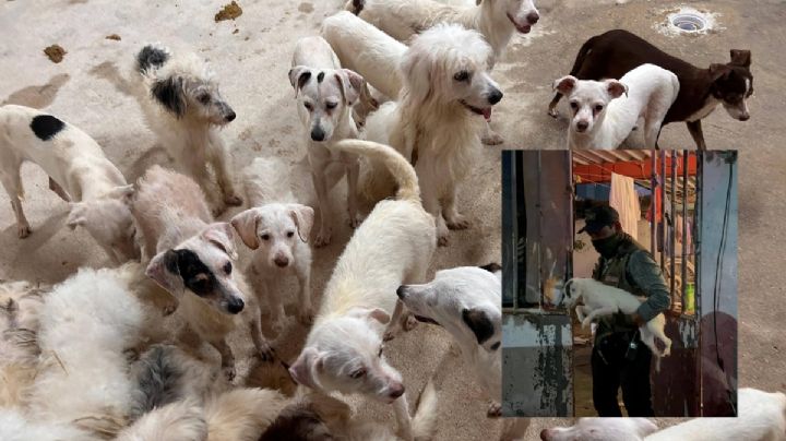 Rescatan a 42 perritos en Coatzacoalcos en cateo por maltrato animal