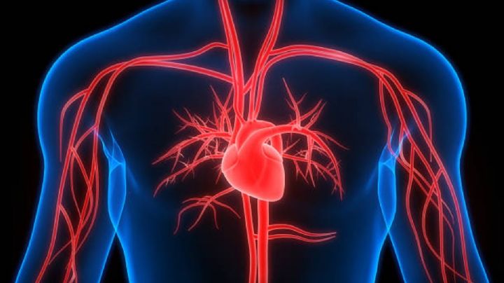 Latidos del corazón abren vía contra el cáncer, revela Science