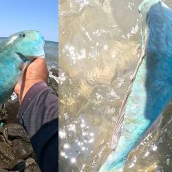 Pescador de Coatzacoalcos se viraliza por pescar y liberar a peculiar pez loro
