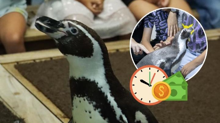 Esto cuesta convivir con los pingüinos en el Aquarium de Veracruz