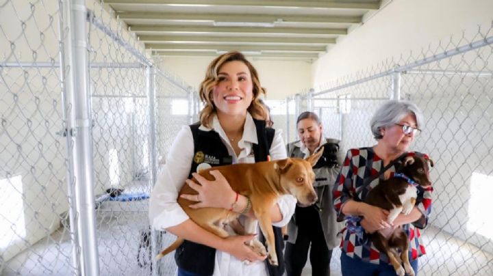 Gobernadora Marina del Pilar consolida a Baja California como referente nacional en protección animal