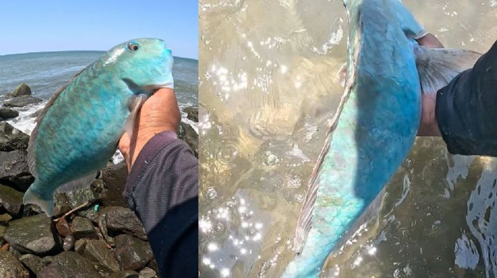 Pescador de Coatzacoalcos se viraliza por pescar y liberar a peculiar pez loro