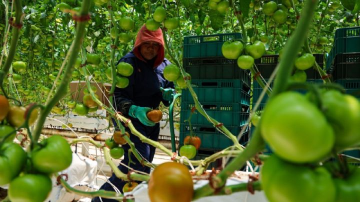 El trópico decidirá la seguridad alimentaria del siglo XXI