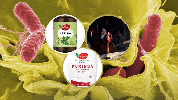 Doble alerta por Salmonella: retiran moringa en España y se reporta brote en aves en EU