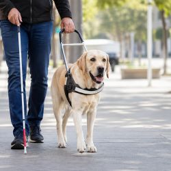 Día del perro guía: los 3 errores que NO debes cometer cuando veas a uno