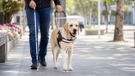 Día del perro guía: los 3 errores que NO debes cometer cuando veas a uno