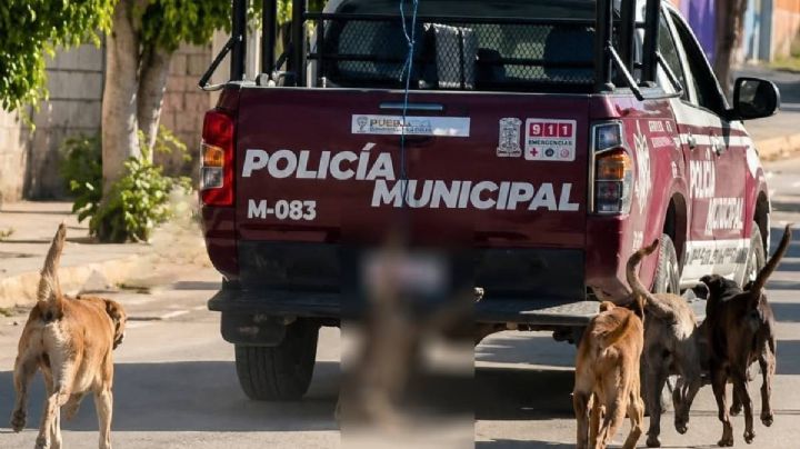 Fiscalía abre investigación tras muerte de perro que fue arrastrado por una patrulla