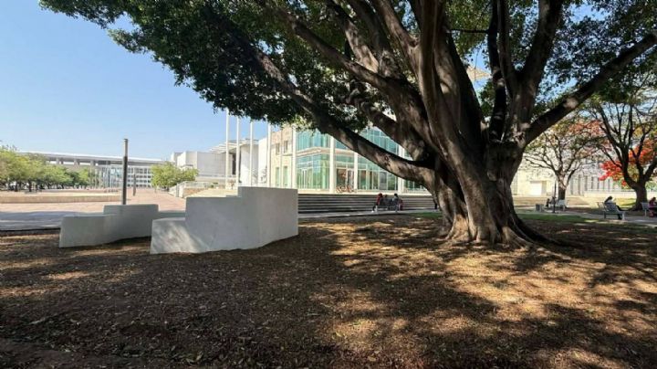 Los centenarios laureles de la India del Forum Cultural reducen el calorón en León