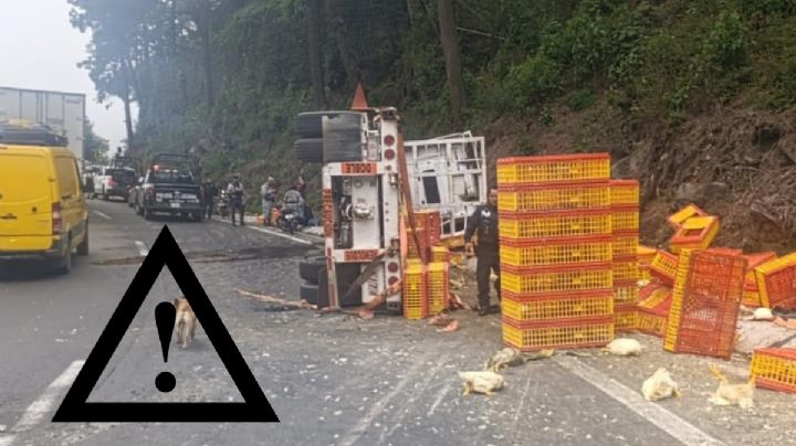 Vuelca tráiler con pollos en la autopista Orizaba-Puebla; reportan rapiña