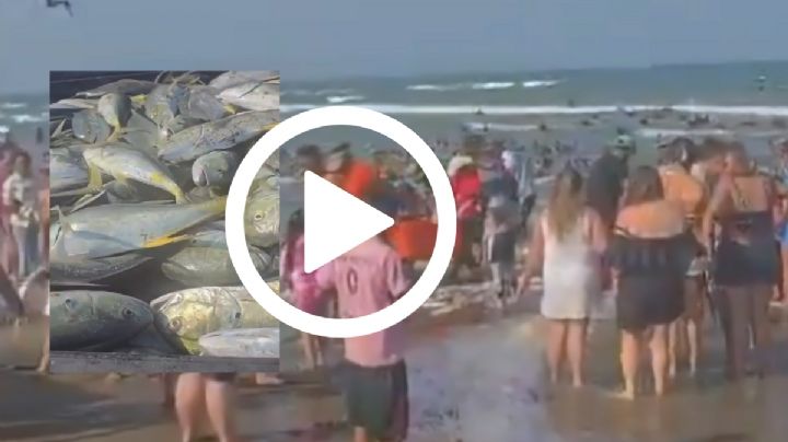 VIDEO: Pescadores de Alvarado logran otra captura de jurel; ya suman 2 en menos de una semana