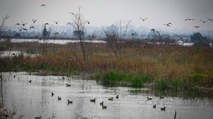 Corte valida declaración de área protegida en Lago de Texcoco; ordena analizar apoyos