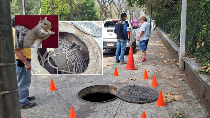 Apagón en zona de Plaza Ánimas, Xalapa, fue provocado por una ardilla: ayuntamiento