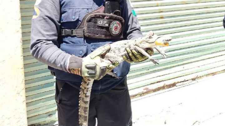 Encuentran un cocodrilo en el techo de una casa en la colonia Obrera en León