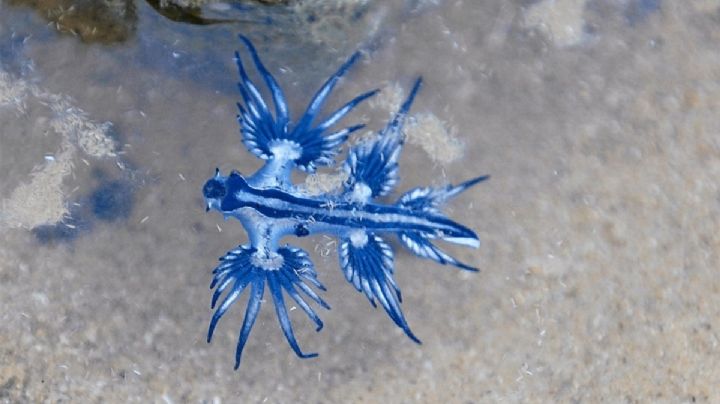 ¿Qué es el dragón azul, especie que causa alerta en playas de Michoacán durante Semana Santa?