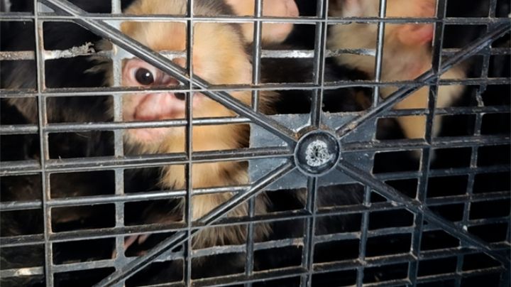 Hacinados y enfermos: rescatan 10 monos capuchinos del tráfico ilegal en Tabasco