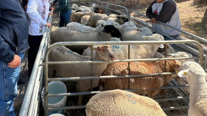 Gusano barrenador infecta a perros de la calle y ganado de Hidalgo, suman 229 casos en menos de un mes