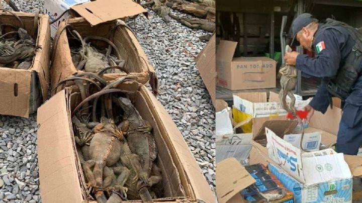 Rescatan 192 iguanas en autobús rumbo a Oaxaca; investigan tráfico ilegal