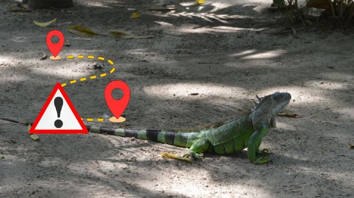 Trafican iguanas de Veracruz a Oaxaca; sobreviven 161 de 192 ejemplares