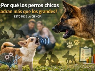 ¿Por qué los perros chicos ladran más que los grandes? Esto dice la ciencia