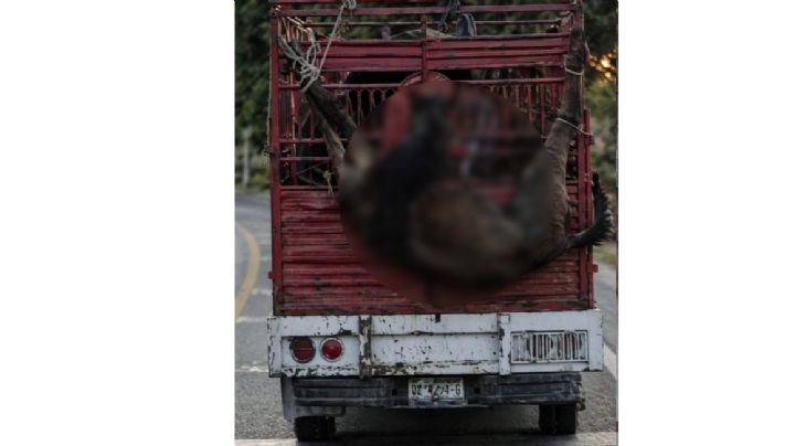 Indigna caso de maltrato animal en Valle de Santiago: transportaban un caballo colgado