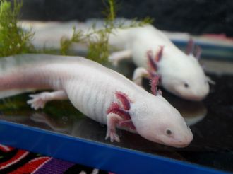 Cabello de barberías limpia Xochimilco y abre paso al ajolote