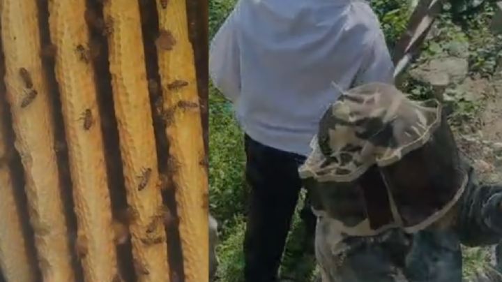 Abejas atacan a dos personas y a caninos