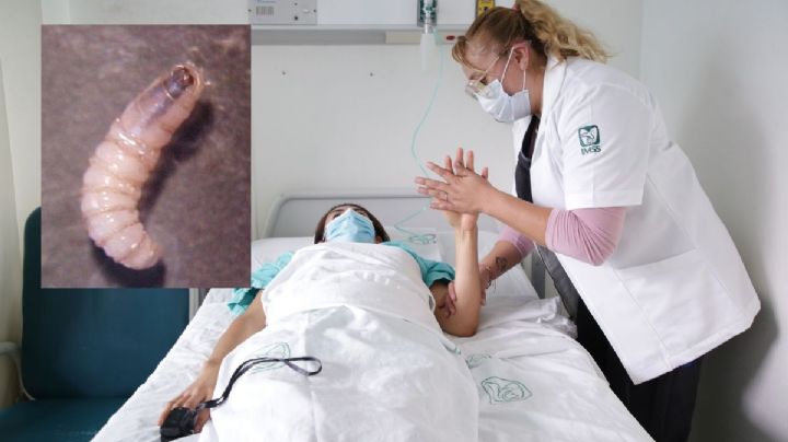 Casos de gusano barrenador se han disparado en Veracruz, incluso en humanos: Sedarpa