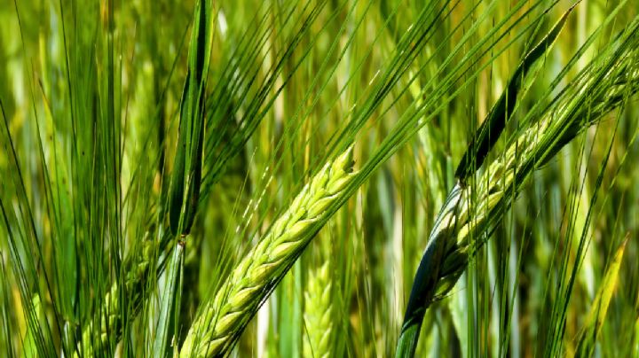 Logran acuerdos comerciales para productores de cebada; son 7 mil pesos por tonelada