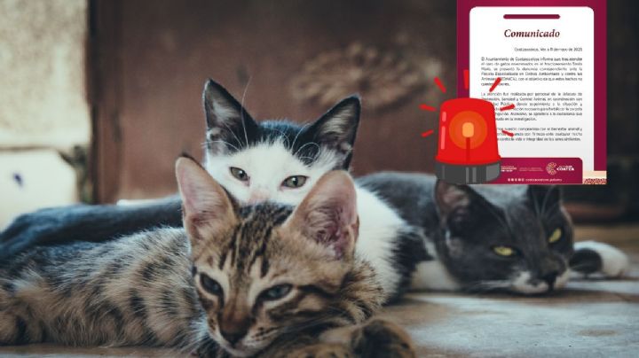 Exigen justicia por gatos envenenados en Coatzacoalcos; esto dijo el Ayuntamiento